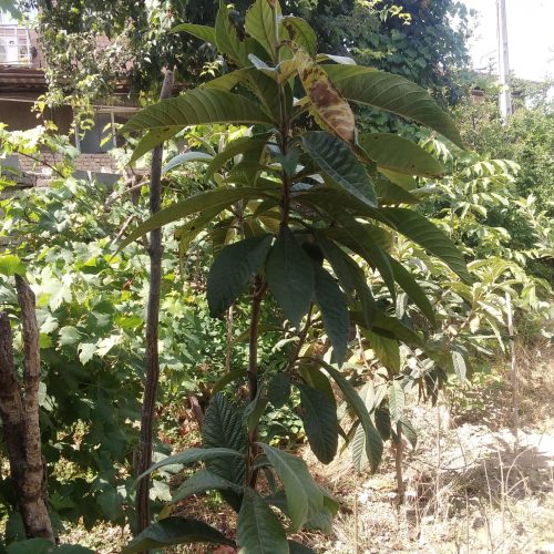 زمین خانه سرا