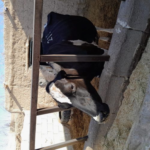 یک راس گاو وگوساله