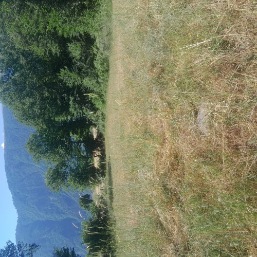 زمینی به متراژ 500 متر واقع در روستای تاریخی مریان به فروش میرسد