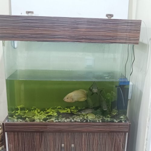 اکواریوم با لوازم