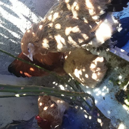 مرغ کرچ .دوعدد لاری .برهما بوف وتعدادی دیگر