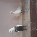 کبوتر دم سیاه