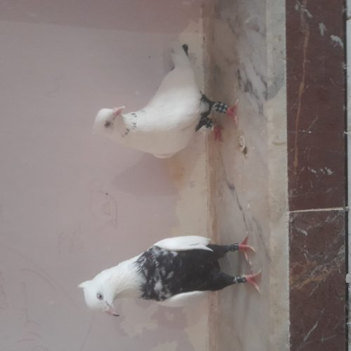 کبوتر دم سیاه