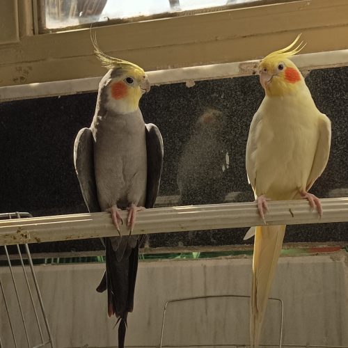 جفت عروس هلندی مولد