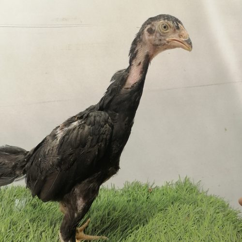 تعدادی جوجه اوشامو اصیل ی تیغ مشکی