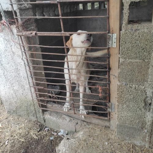 سگ سرابی 10 ماه ماده