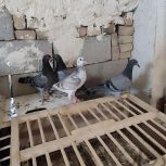 کبوتر مسافتی پلاکی