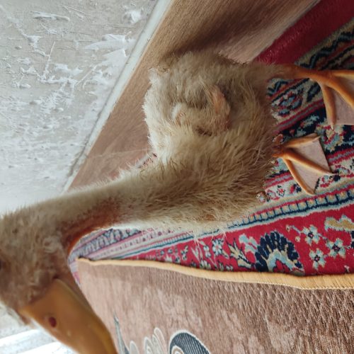 یک عدد اردک. 3ماهه کاملاً بومی