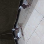 کلفه‌نرسرول