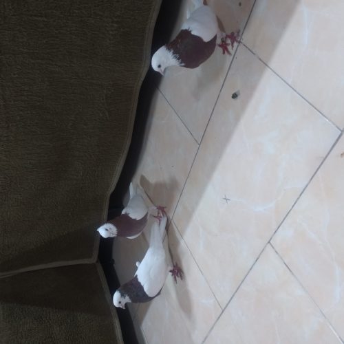 کلفه‌نرسرول