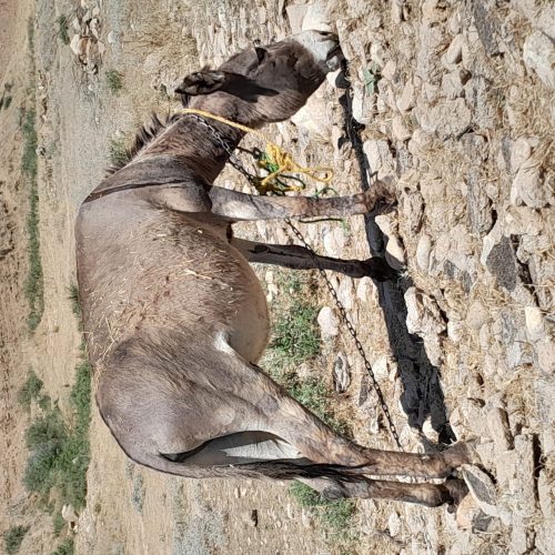 فروش یک عدد خر