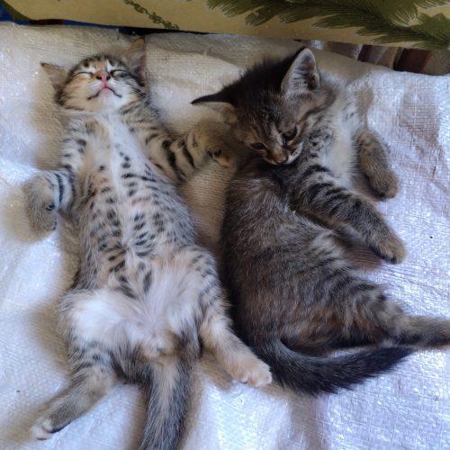 واگذاری رایگان بچه گربه