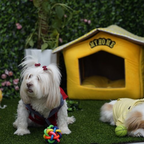 سگ پاکوتاه پشمالوسایزریز