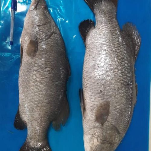 فروش ماهی سیباس عمده و خرده