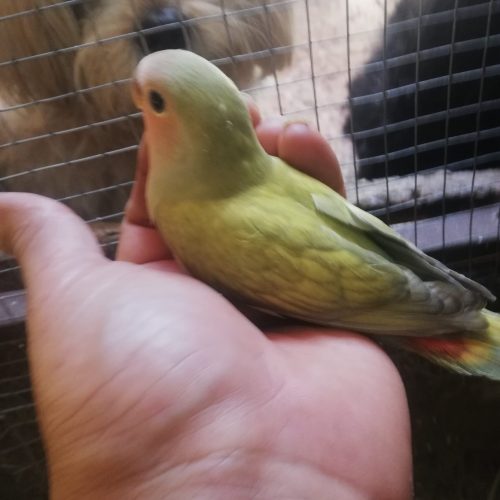 فروش جوجه طوطی برزیلی