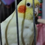 طوطی عروس هلندی لوتینو