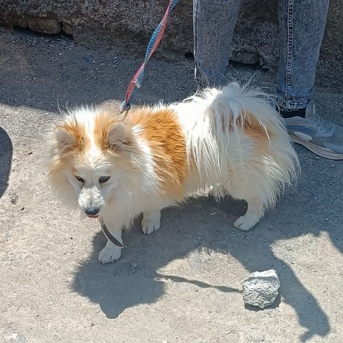 واگذاری پامرانین نر