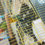 سلام یه جفت کوتوله برزیلی