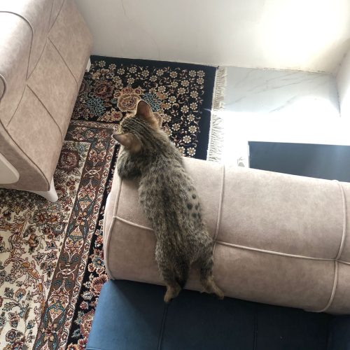 بچه گربه حدودا 3 ماهه برای فروش
