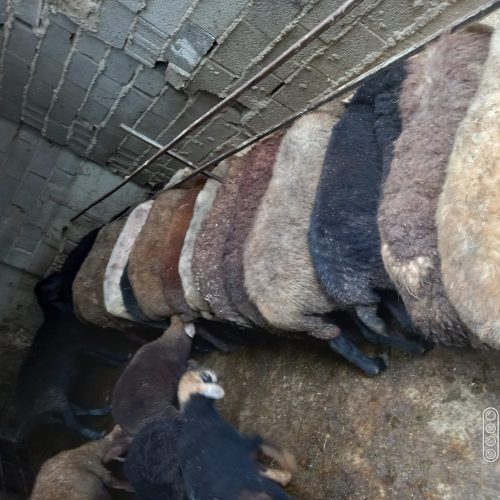 گوسفندزنده نروماده