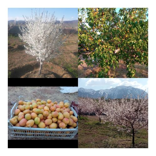 فروش باغ و قطعه ویلایی