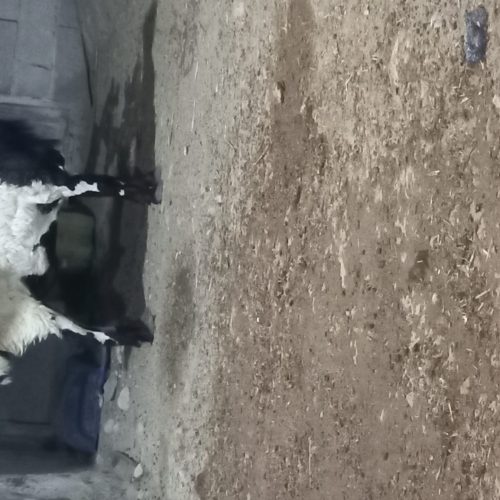 فروش غوچ 2ساله بزرگ قربانی