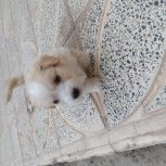 واگذاری توله سگ شیتزو پامر