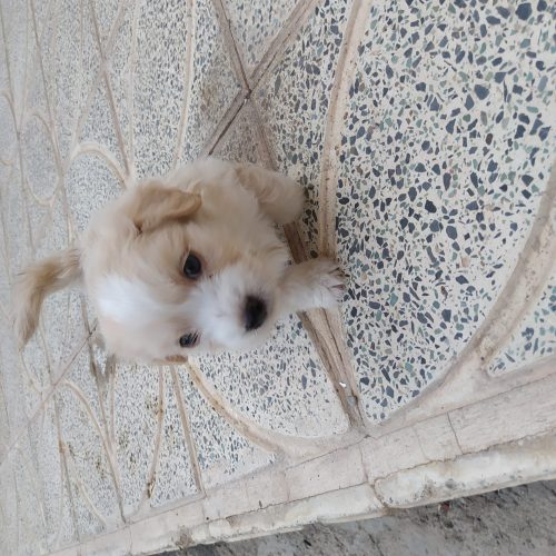 واگذاری توله سگ شیتزو پامر