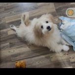 سگ 4 ماهه لونا زیبا