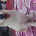 یک قلاده سگ اشپیتز