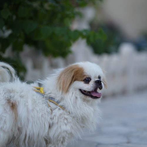 سگ پاکوتاه پشمالوسایزریز