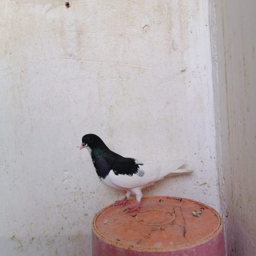 دم سفید و یال ماده