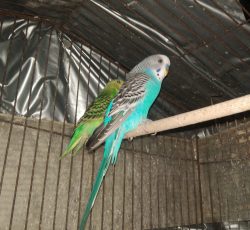 مرغ عشق دستی بالغ در جم