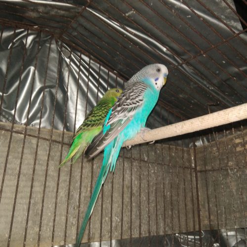 مرغ عشق دستی بالغ در جم