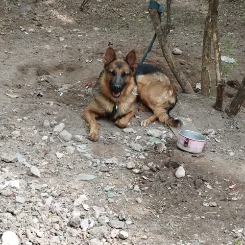 سگ ژرمن
