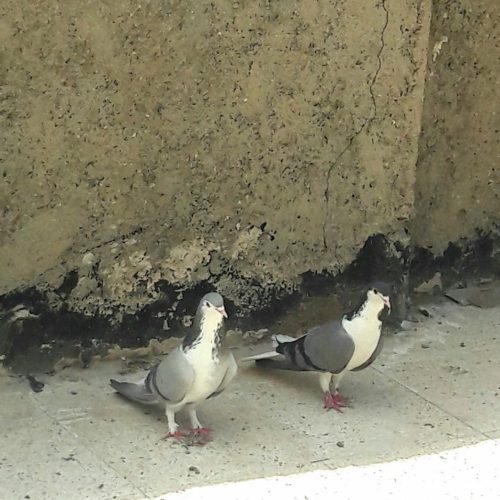 ندوماده بدرنگ اصیل اصفهان صفت وظال