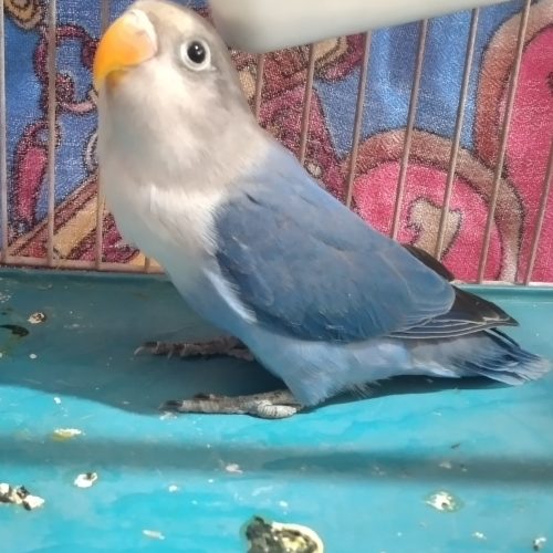 طوطی برزیلی