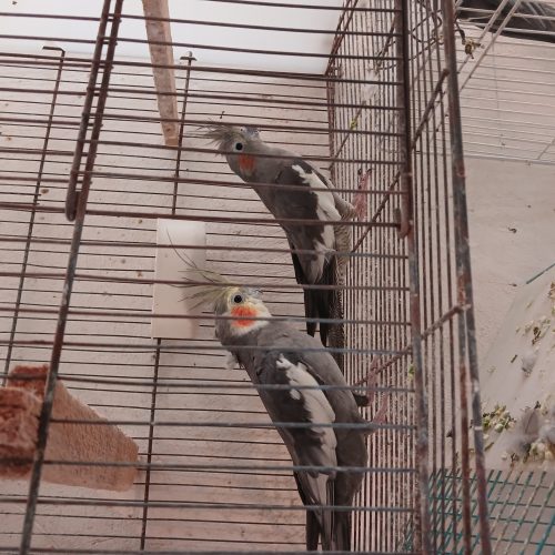 چهارجفت عروس