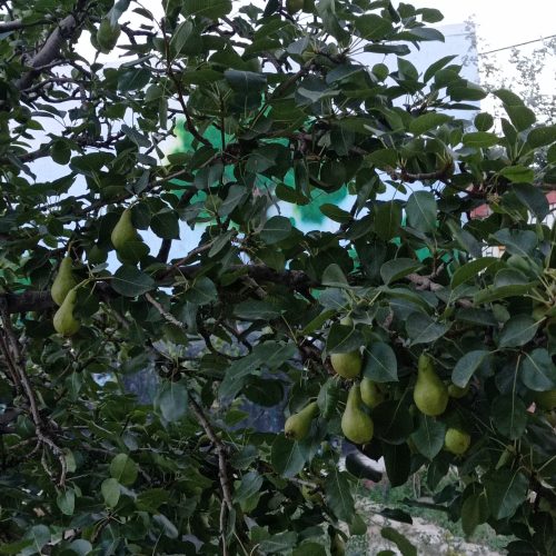ویلای مسکونی