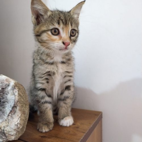 واگذاری رایگان بچه گربه