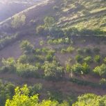 فروش خانە باغی