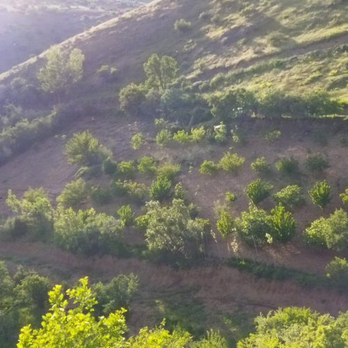 فروش خانە باغی