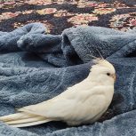 عروس هلندی سفیدرنگ گمشده