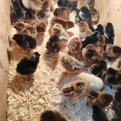 فروش جوجه محلی