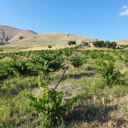 یک قطعه باغ و خانه باغ ده هزار متر