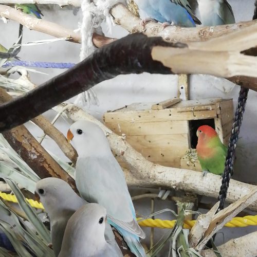 فروش جوجه طوطی برزیلی