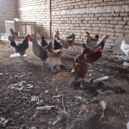 مرغ جوان تخم کن