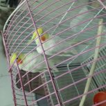 مولدعروس هلندی به شرط جوجه لوتینو