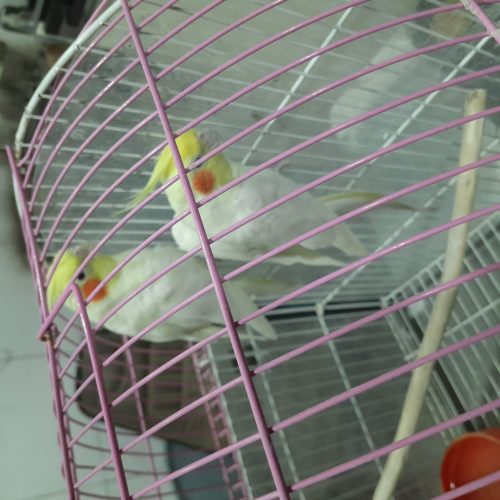 مولدعروس هلندی به شرط جوجه لوتینو