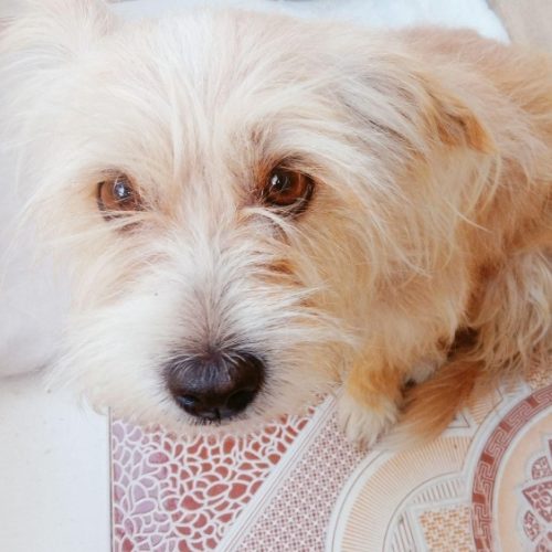 سگ تریر ماده سالم